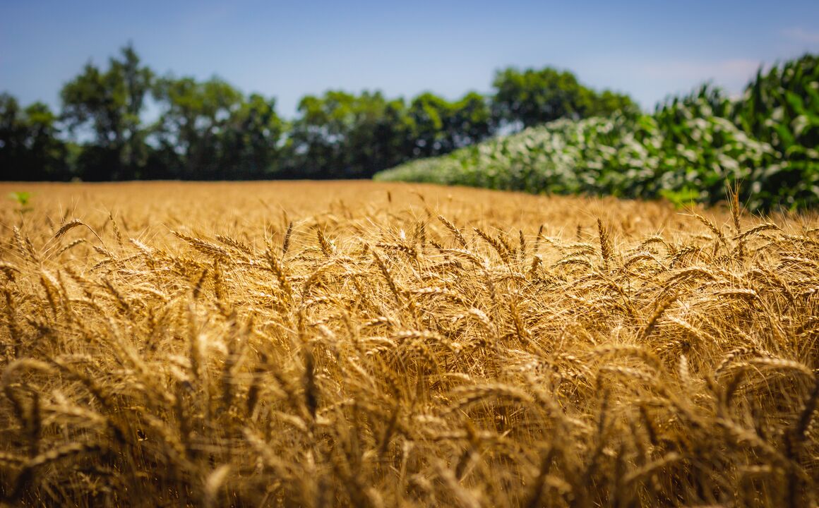 Wheat field.