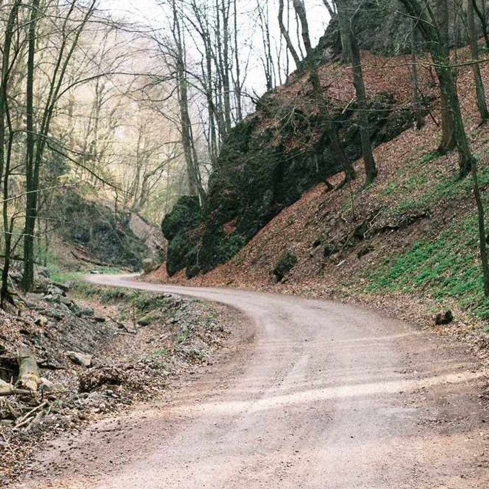 Dirt road leading into forest. 