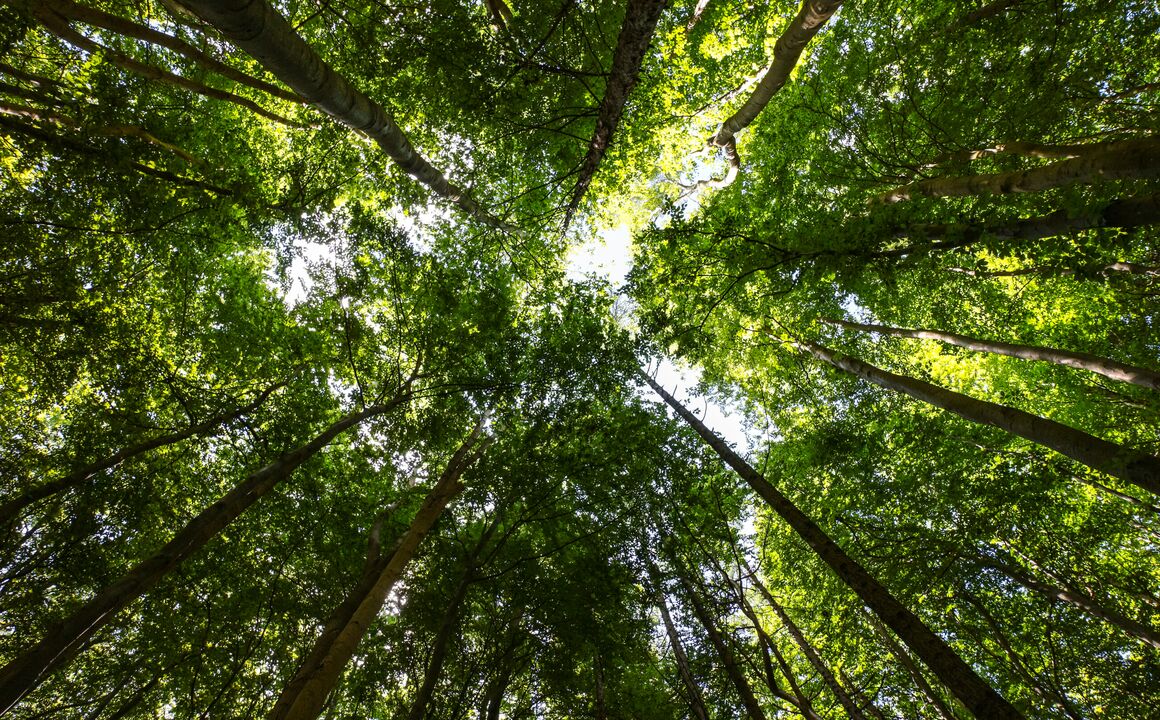 A view of the trees